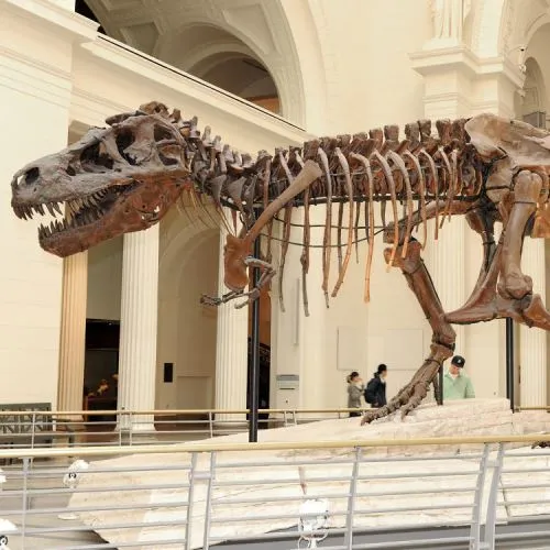 أفضل 10 مصانع لهياكل الديناصورات في العالم 2025